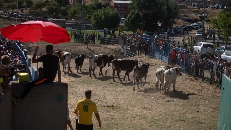 GALERÍA | Mañana de encierro en Venialbo