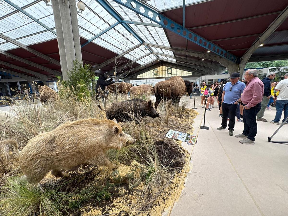 Narcenatur abre sus puertas con la presentación del “oso rubio” y actividades para escolares