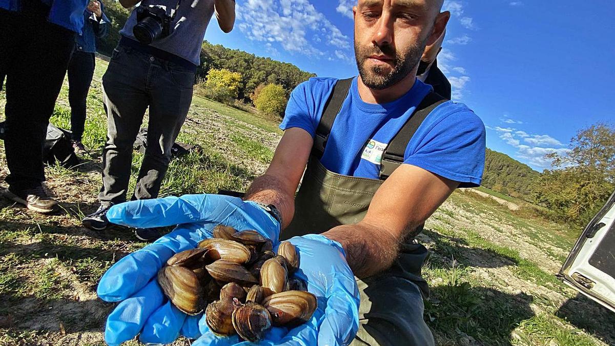 Un tècnic mostrant les nàiades, ahir al matí, a Porqueres.  | PERE DURAN/NORD MÈDIA