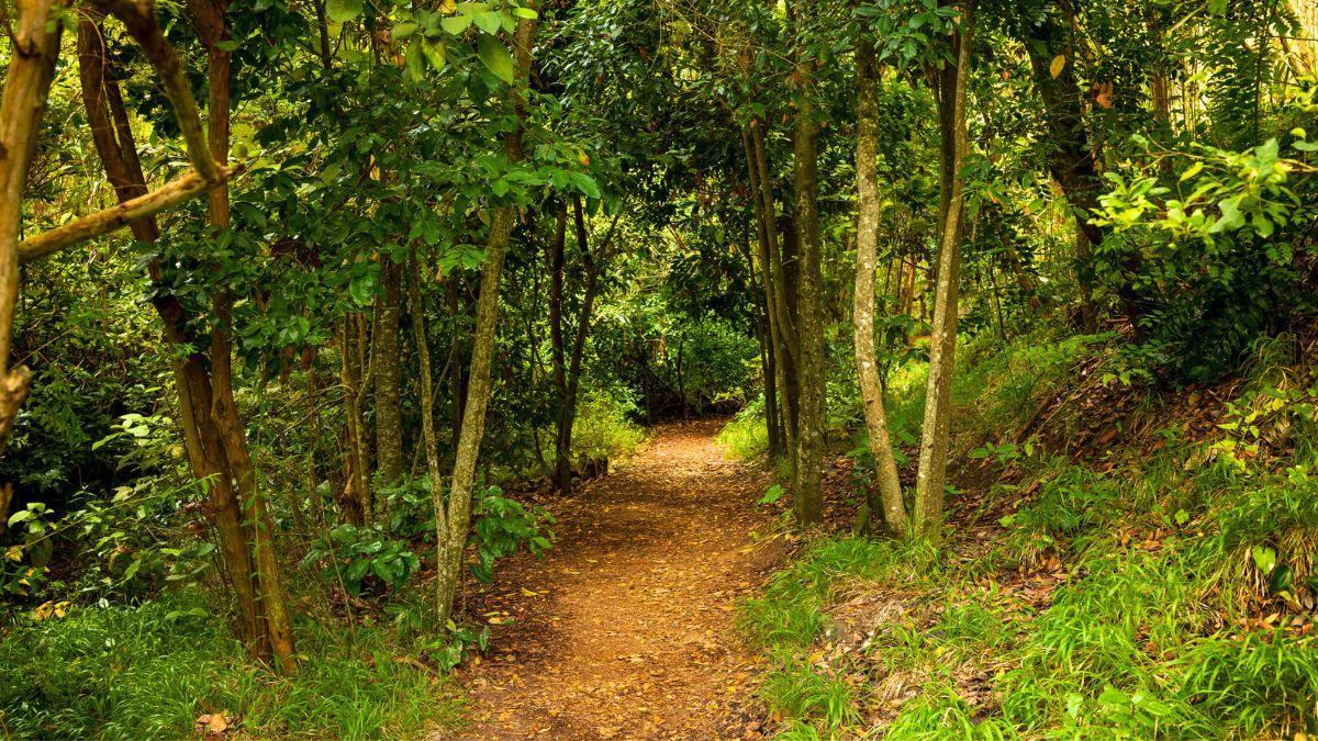 La “Amazonia española” abierta 24 horas con una ruta que no te deberías perder