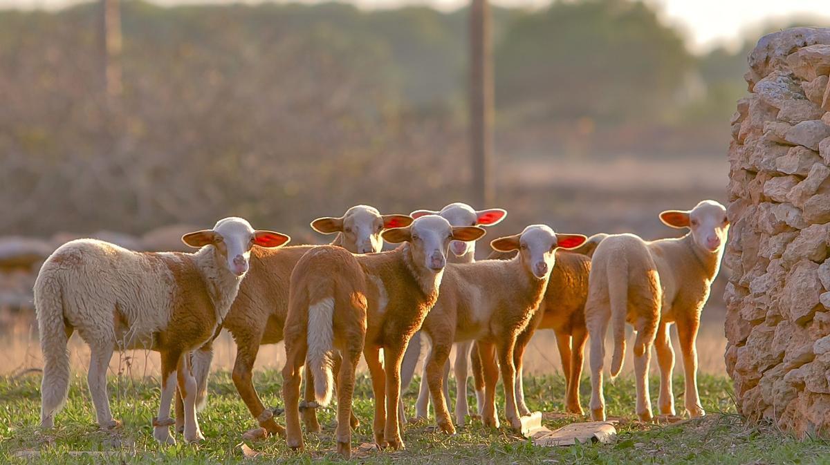 Ovejas en un campo de Formentera.