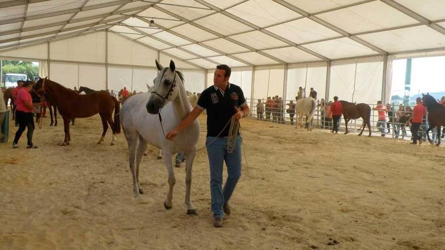 Tineo prepara su cita equina