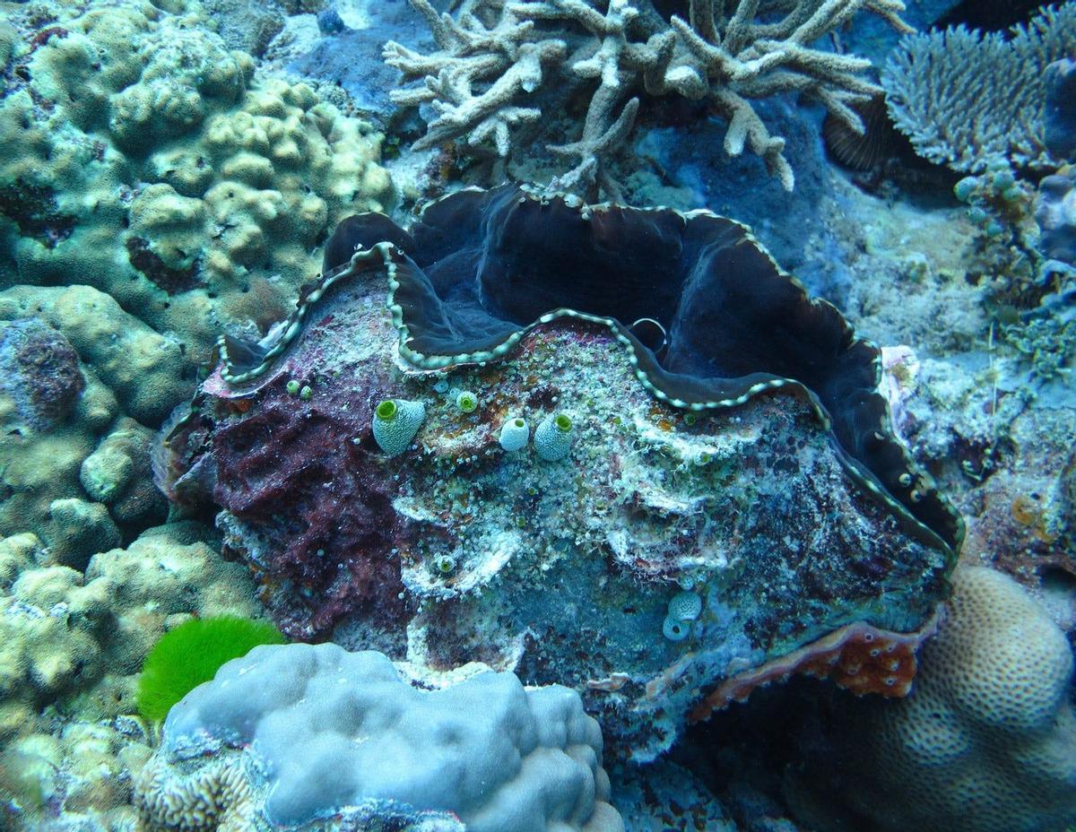 Almeja gigante en la Gran Barrera de Coral