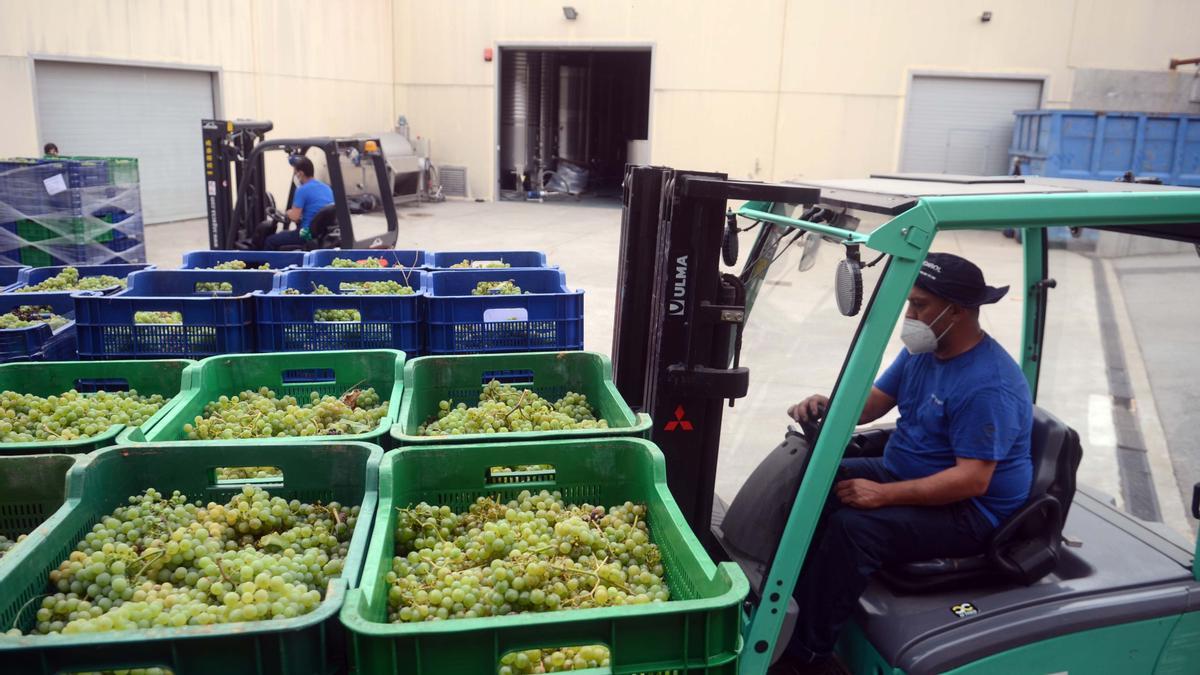 Operarios de bodega transportan las primeras partidas de uva procedentes de Vedra llegadas a Meis, ayer