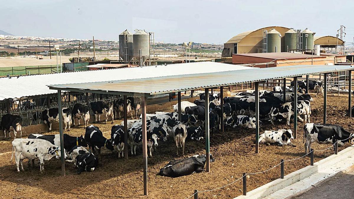 El Parador de las vacas  de la leche Sandra