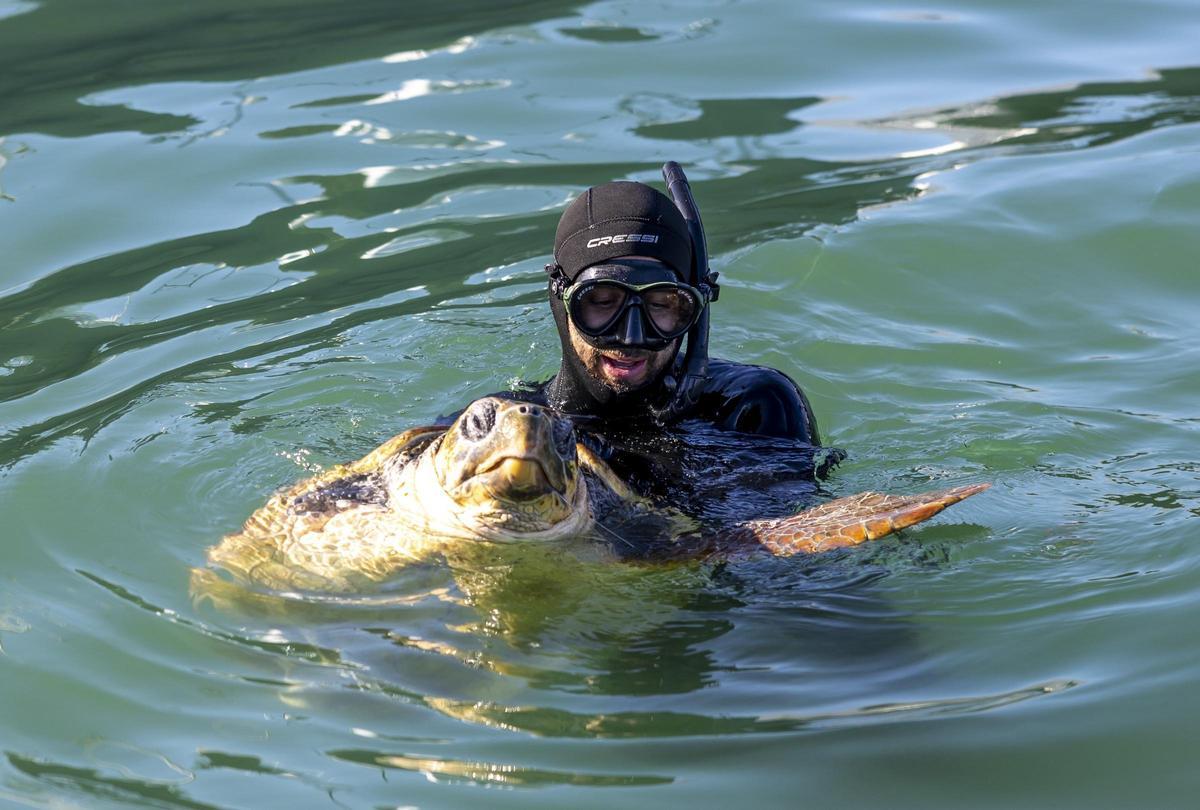 Rescate de la tortuga marina que había hecho de la dársena pesquera de Torrevieja su hábitat en el último mes