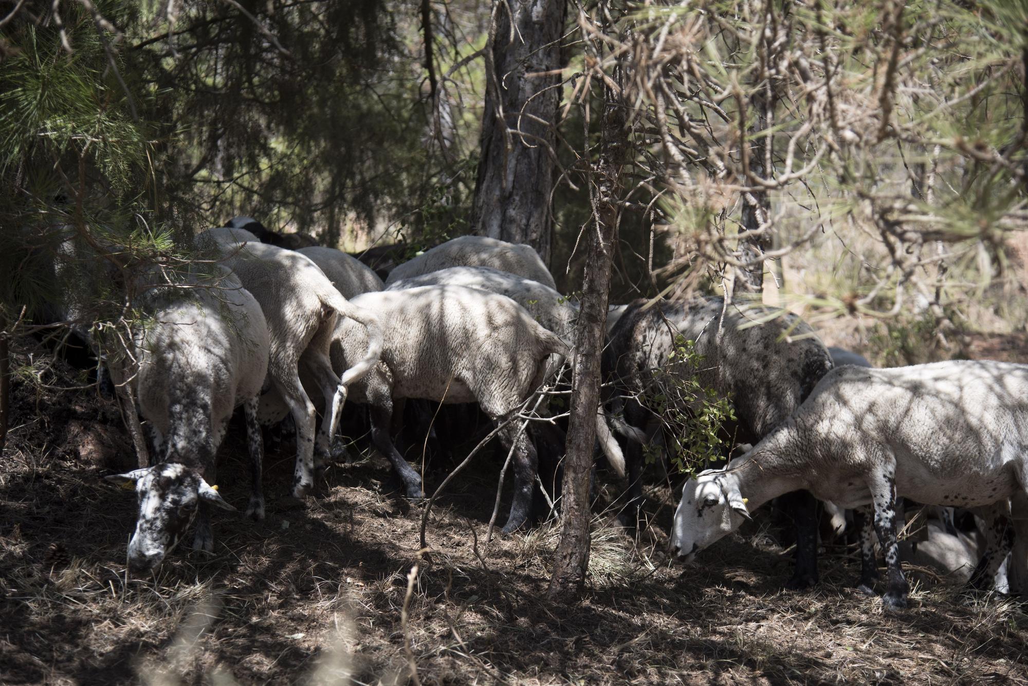 L'Anoia i la Conca d'Òdena es refan del foc