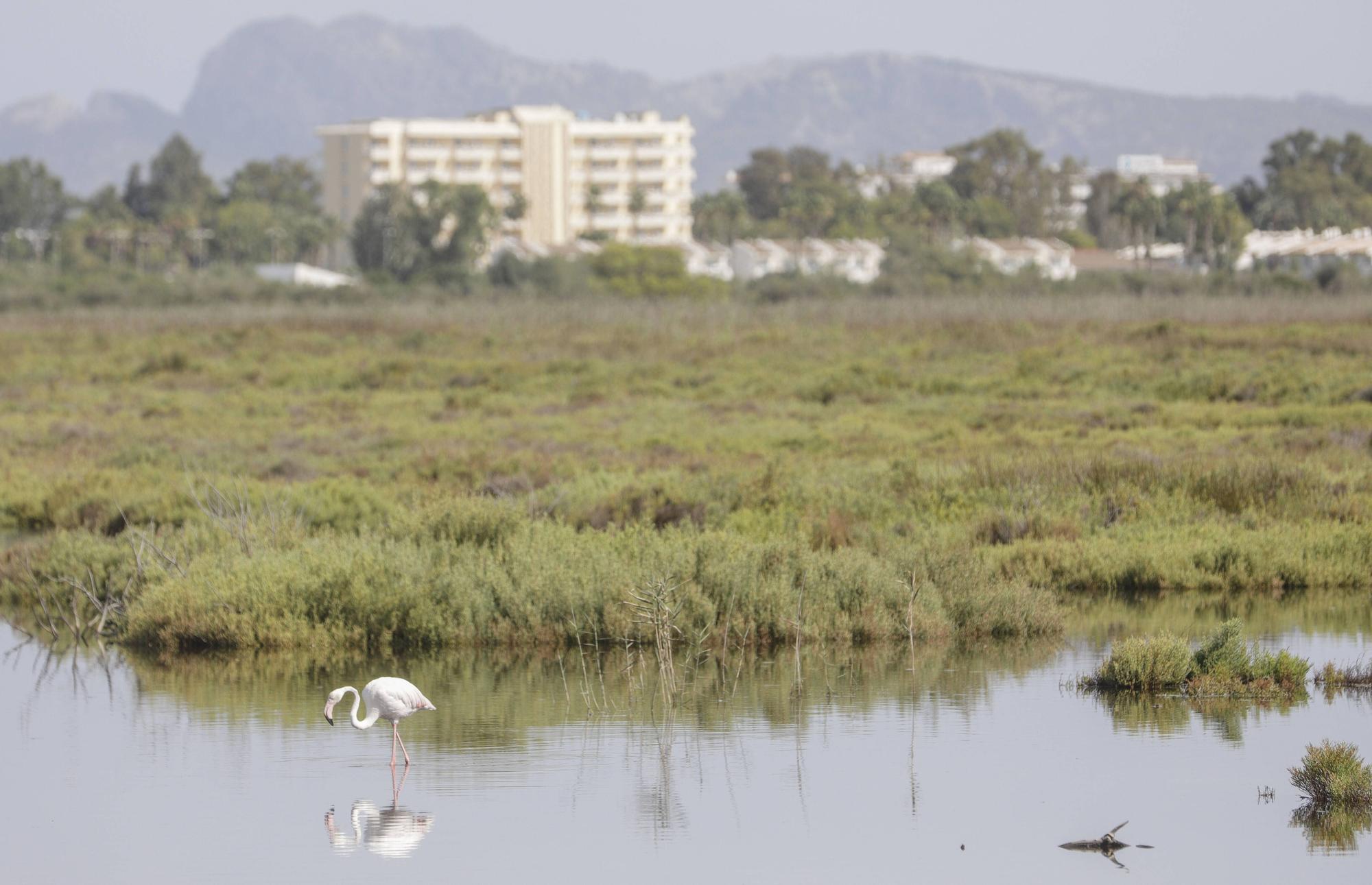 S’Albufera de Mallorca agoniza: Ganan los intereses hoteleros y agrícolas