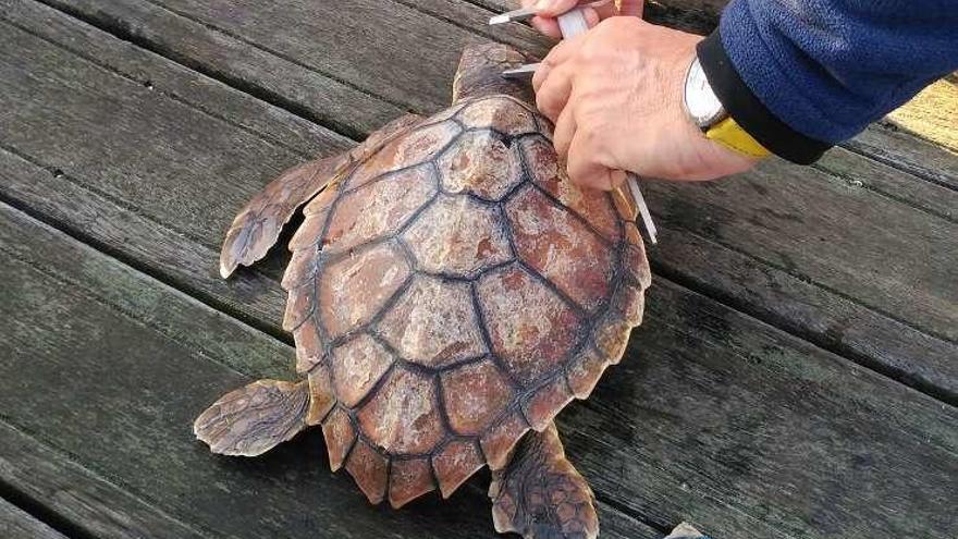 Medio Ambiente devuelve una tortuga marina a su hábitat natural