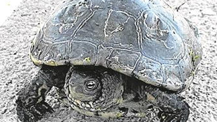 El Consorci del Millars localiza dos tortugas autóctonas