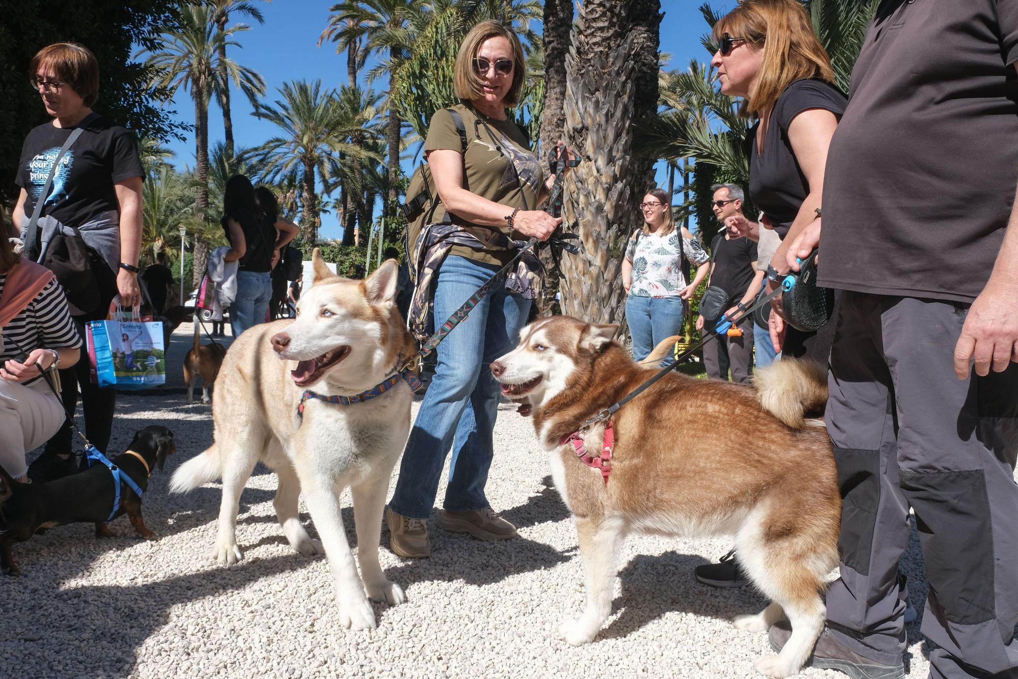 Fiesta de las mascotas en Elche