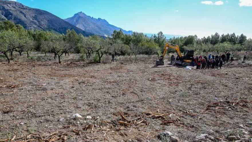 Una de las parcelas afectadas por la Xylella.