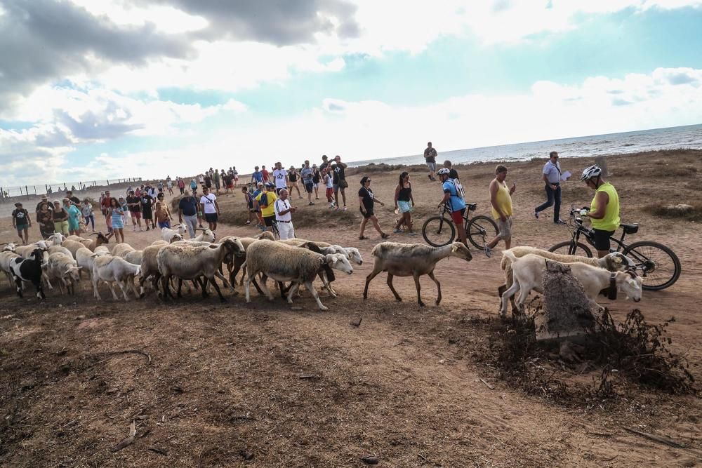 Un rebaño de ovejas recorren la antigua vía pecuar
