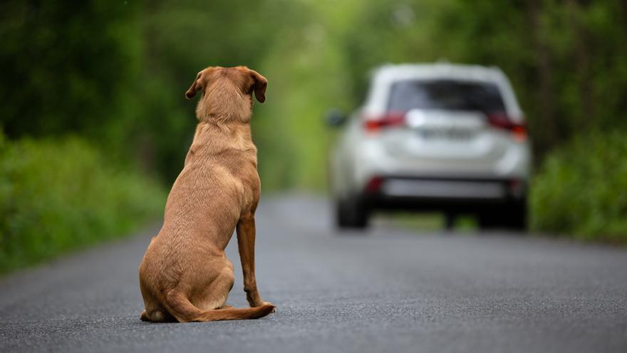 PERROS ABANDONADOS | El abandono de mascotas repunta un 10% en España tras  el confinamiento