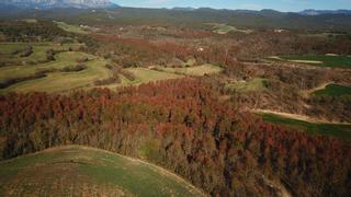 El cambio climático desata los hongos en los bosques catalanes