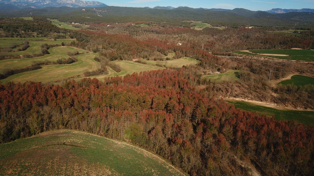 Pinos afectados por 'Diplodia pinea' en Font de Goters (Navès), en enero de 2023