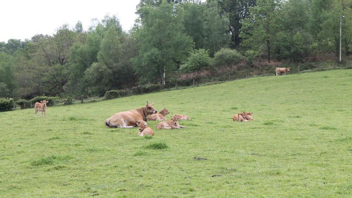 Vacas en un prado.