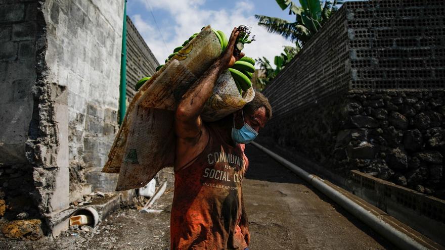 Agricultores recogen los plátanos de sus fincas llenas de ceniza del volcán en erupción en La Palma