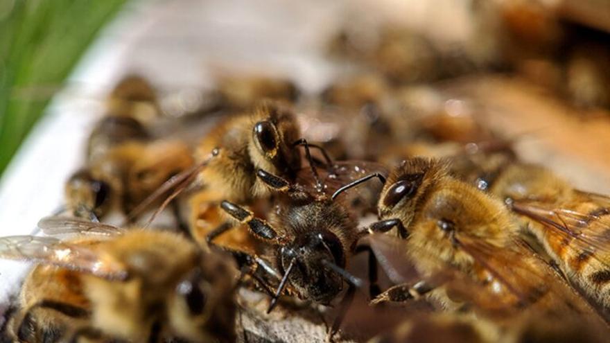 La microbiota intestinal conforma el comportamiento social de las abejas