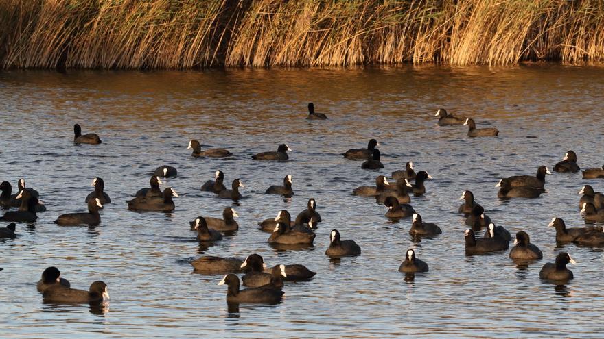 Alerta: &quot;Se va a matar el 300% de aves censadas en los humedales del sur de la provincia&quot;