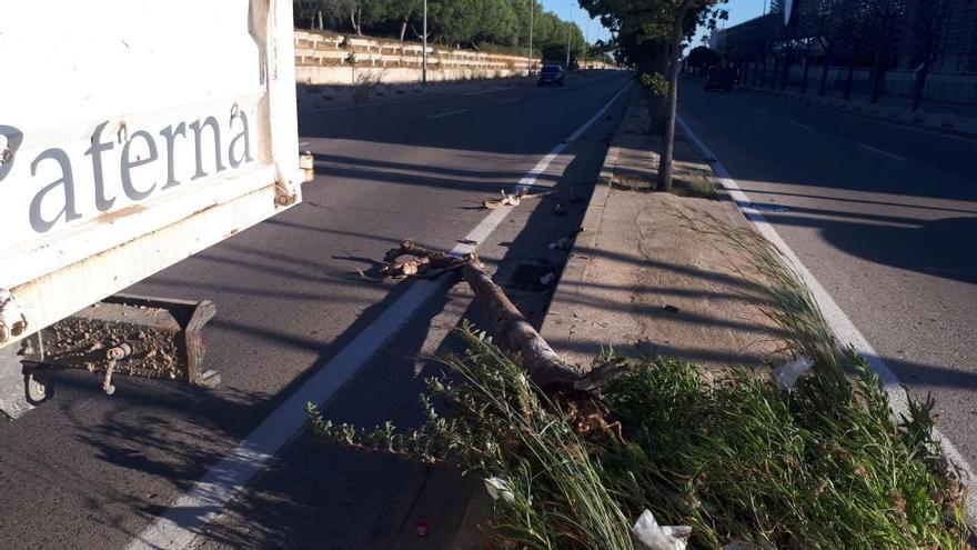 Paterna realiza una revisión del arbolado tras las rachas de viento