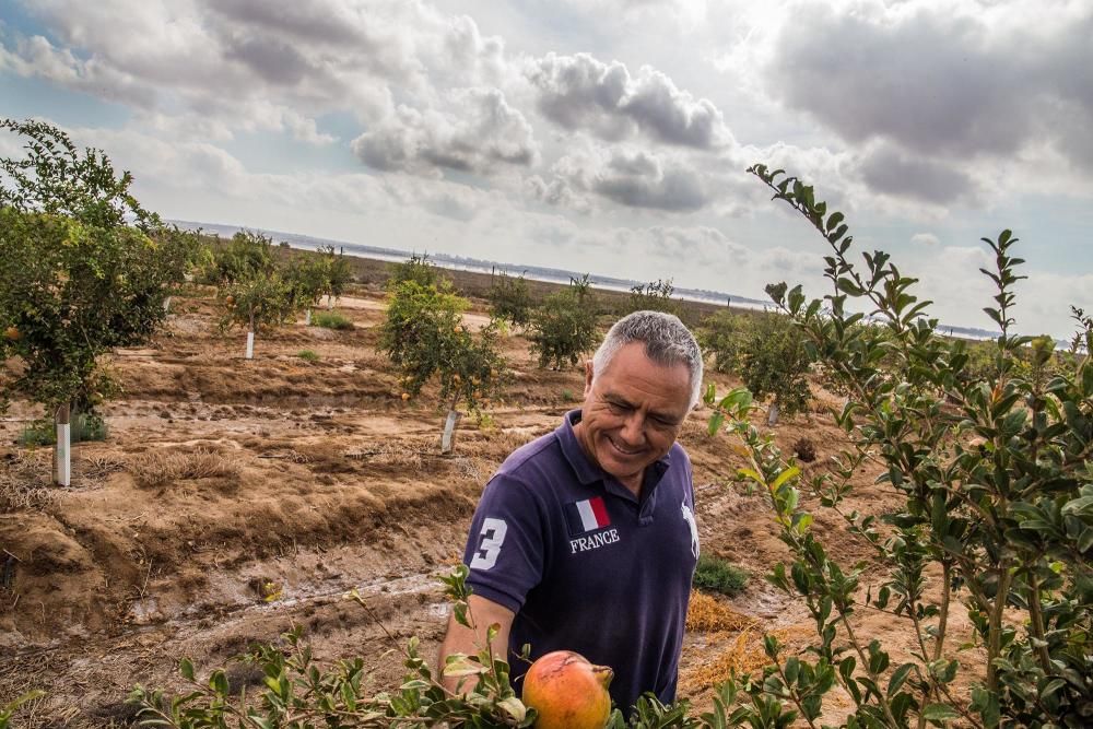 Una familia de agricultores de Elche escoge suelos torrevejenses para cultivar el fruto con denominación de origen