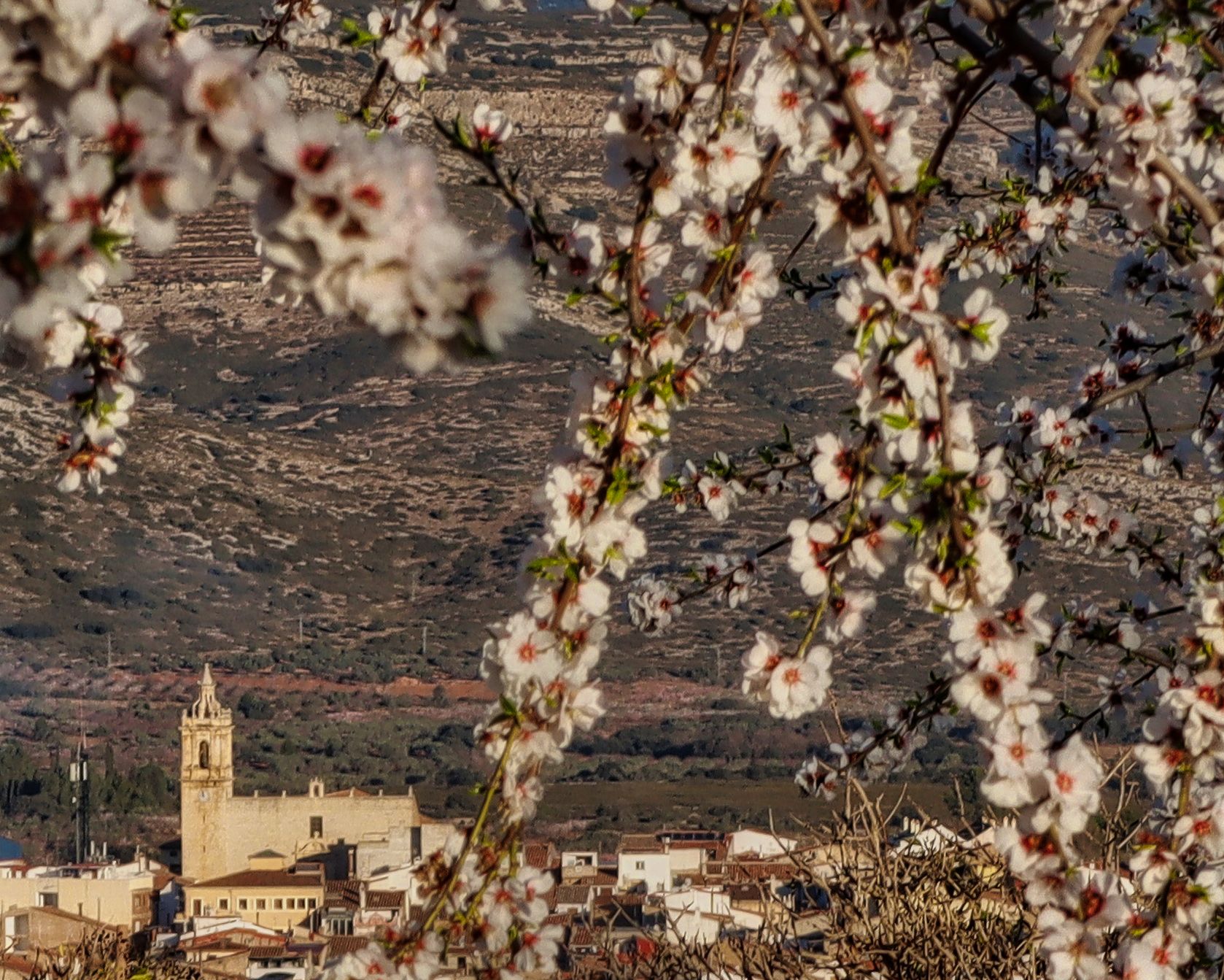 Imágenes de almendros en Albocàsser