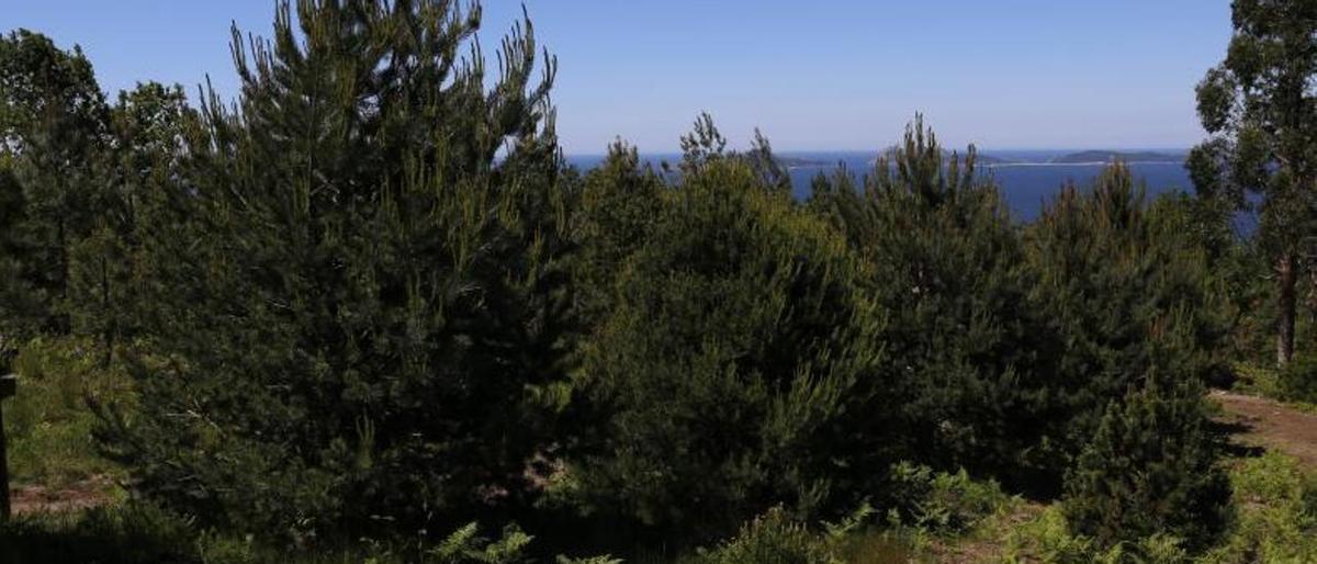 Varios ejemplares de pinos en un monte de la provincia de Pontevedra.