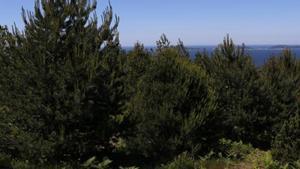 Varios ejemplares de pinos en un monte de la provincia de Pontevedra.