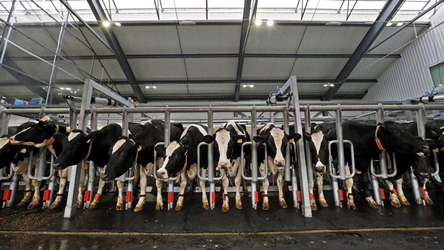 Los ganaderos que maltraten animales serán inhabilitados por un plazo de hasta 3 años