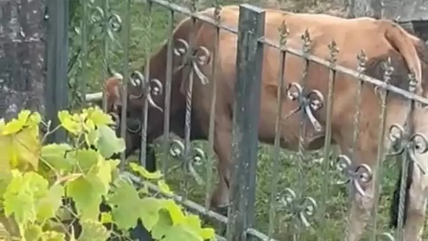 Vecinos de varios pueblos de Cobreros, desesperados con las vacas sueltas: "Un día va a pasar algo gordo"