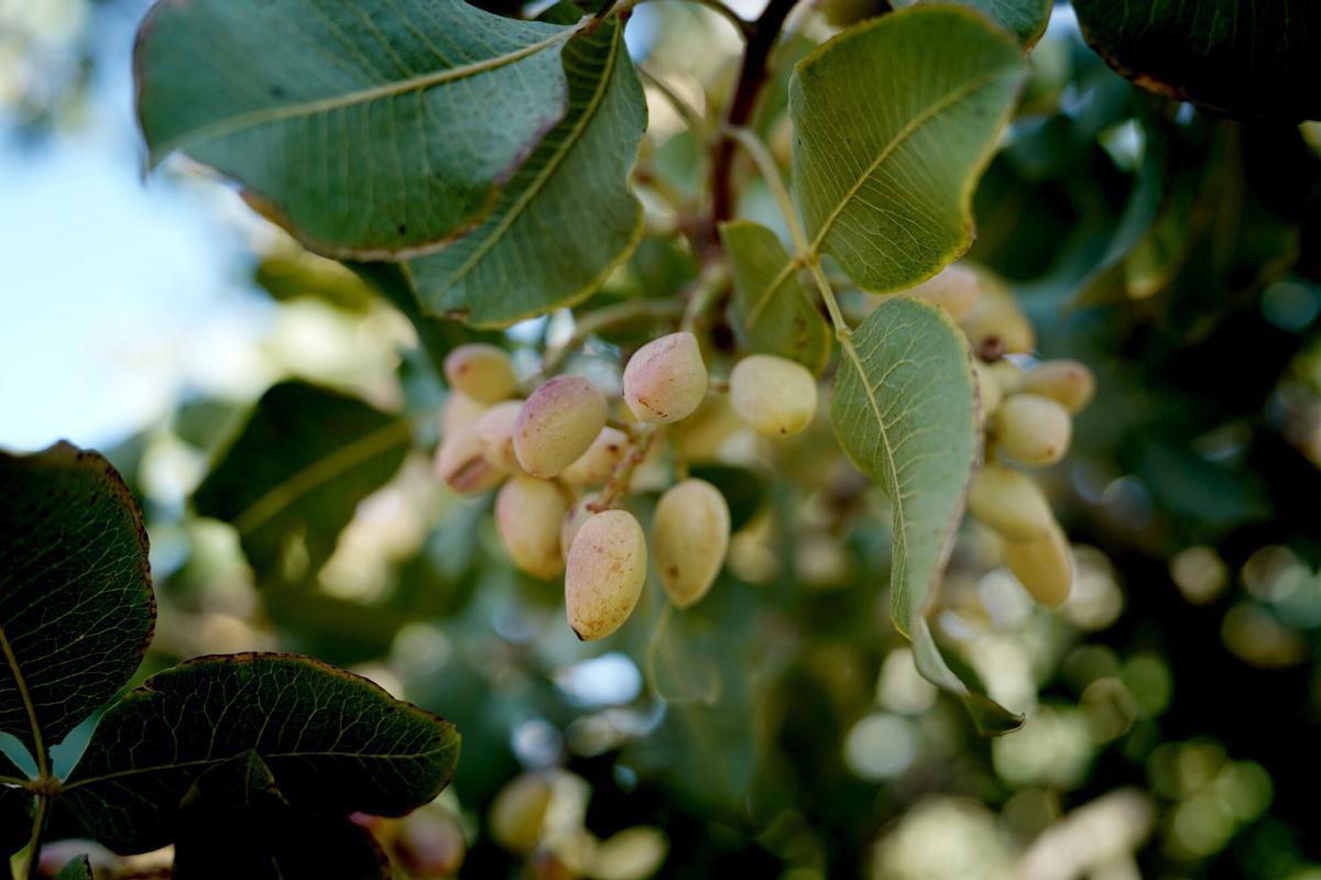 Imagen de unos pistachos en una plantación en Toledo