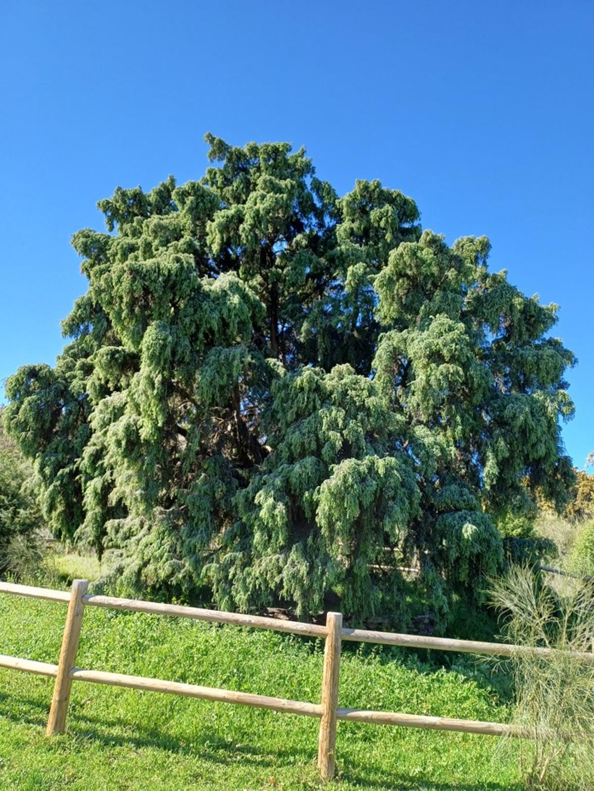 Imagen del enebro.