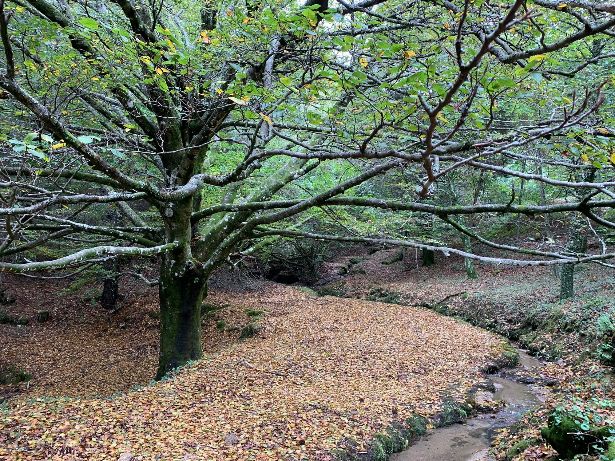 Vista del Parque Natural del Monte Aloia en otoño de 2022.