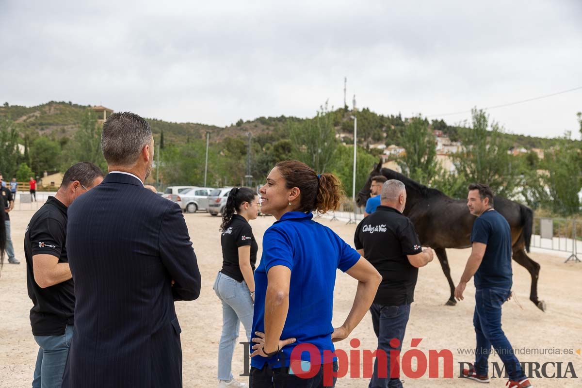 Control veterinario de los Caballos del Vino en Caravaca