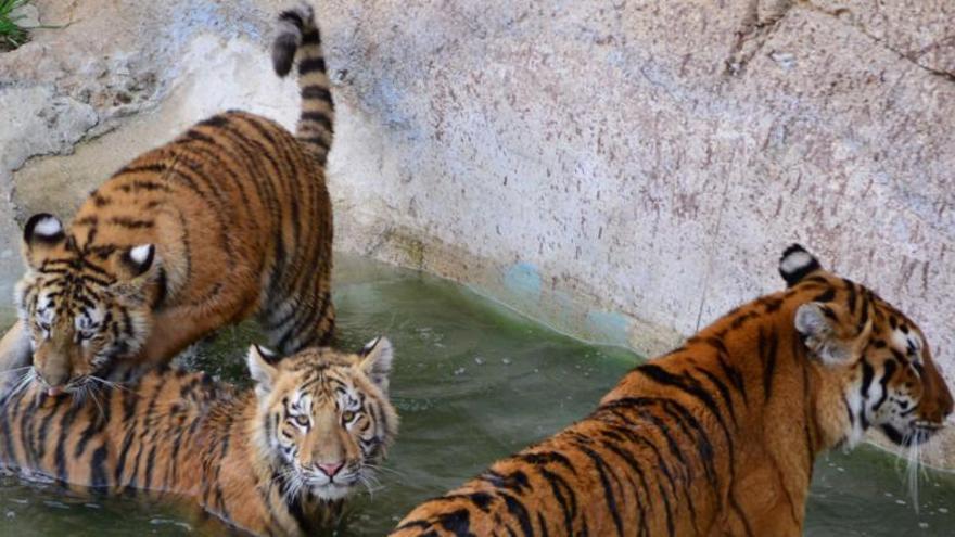 Inician una recogida de firmas en internet para salvar al tigre de Terra Natura
