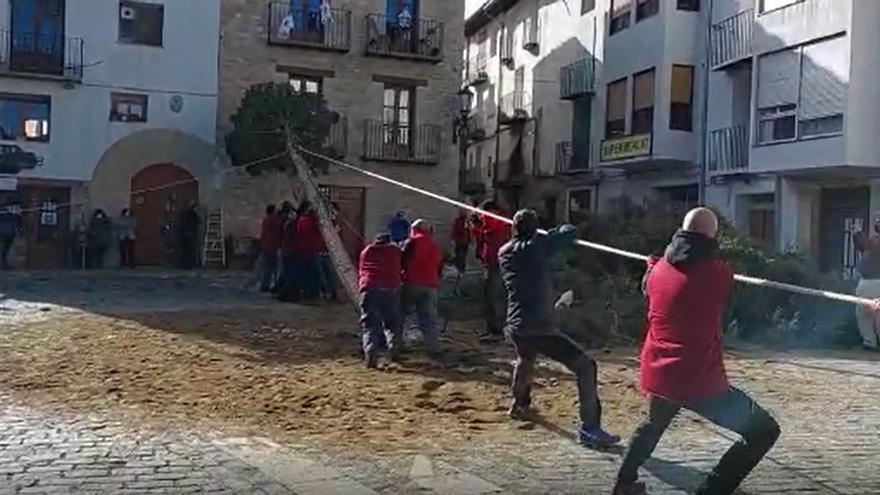 La 'plantà del maio' ha calentado motores este viernes por la mañana para la 'santantonà' de esta noche.