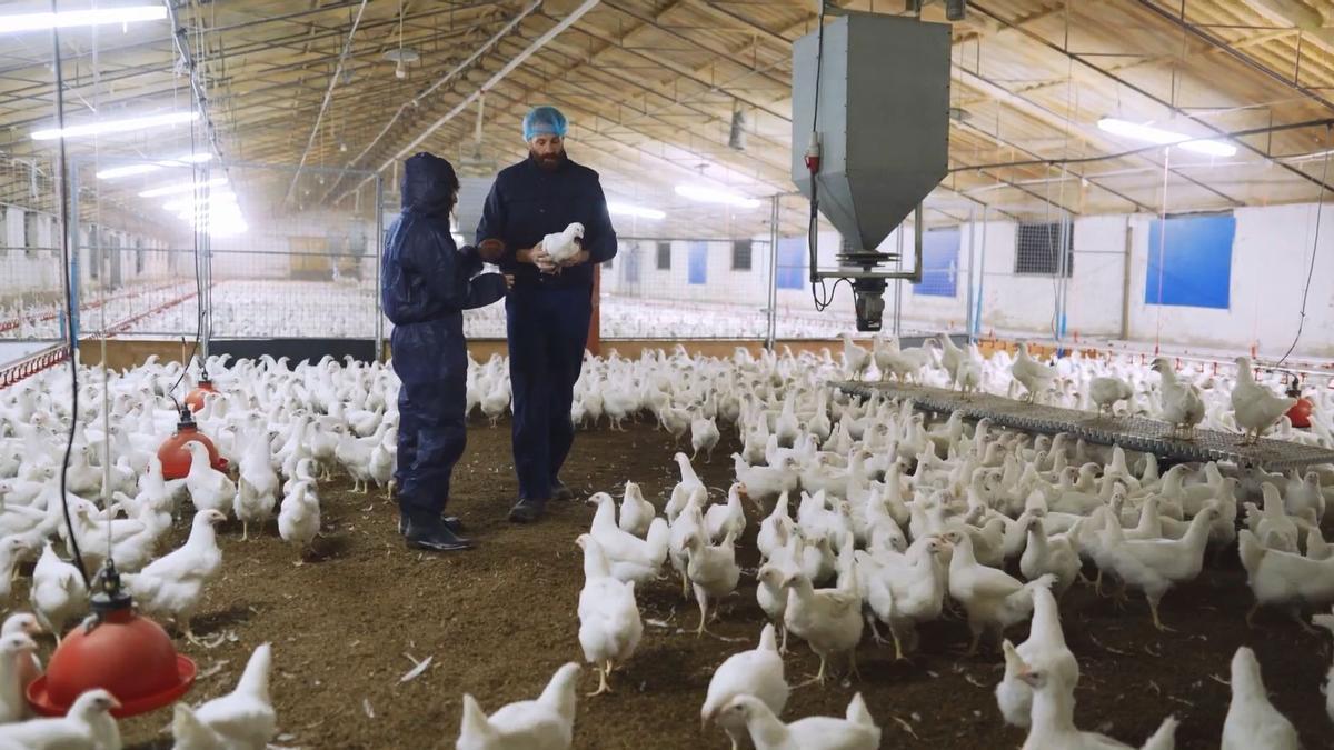 Dos operarios en una granja de gallinas, en una imagen de archivo.