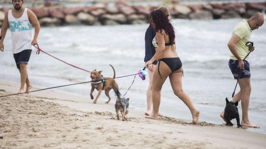 La playa de perros de Pinedo tendrá acotada la zona de baño de los animales