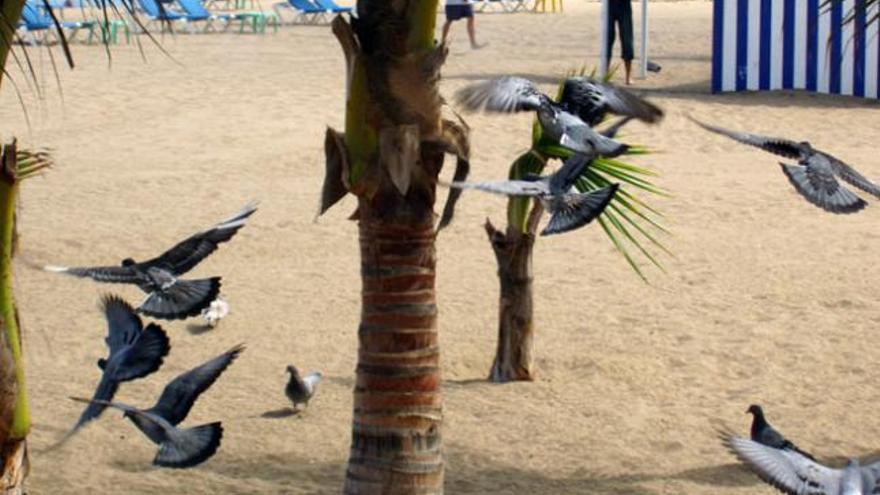 Un grupo de palomas  en la zona de la playa cercana al hotel Cristina. | miplayadelascanteras.com