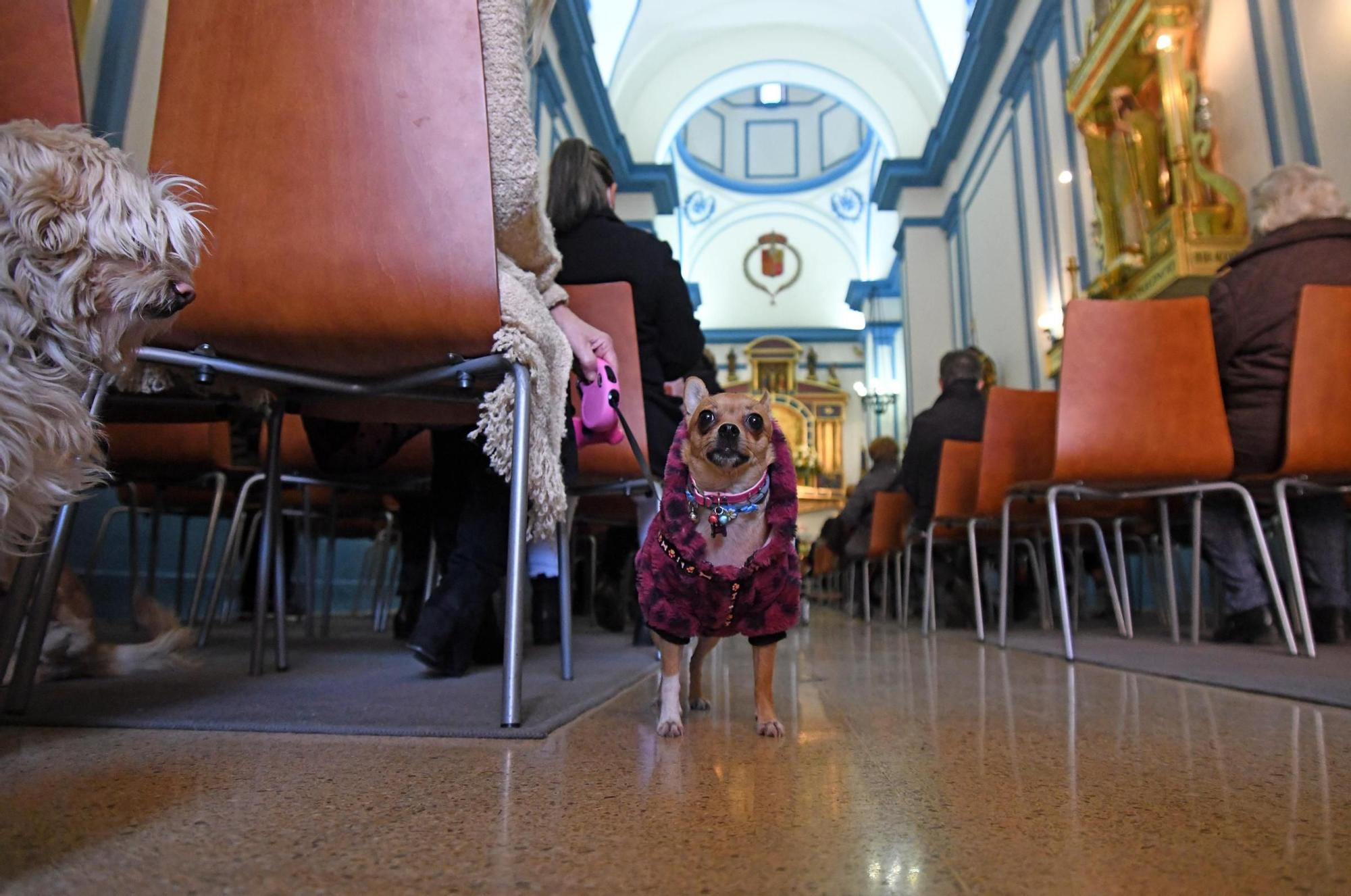 Las mascotas reciben su bendición por San Antón en Murcia (II)