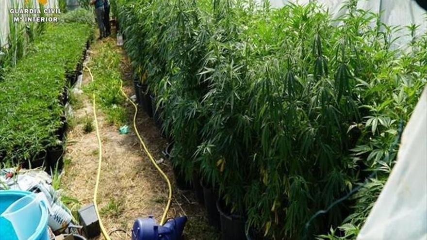 Intervenidas en Caspe casi 2.500 plantas de marihuana