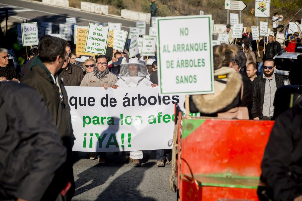 Agricultores de la provincia se manifiestan contra el plan de erradicación de la Xylella del Consell