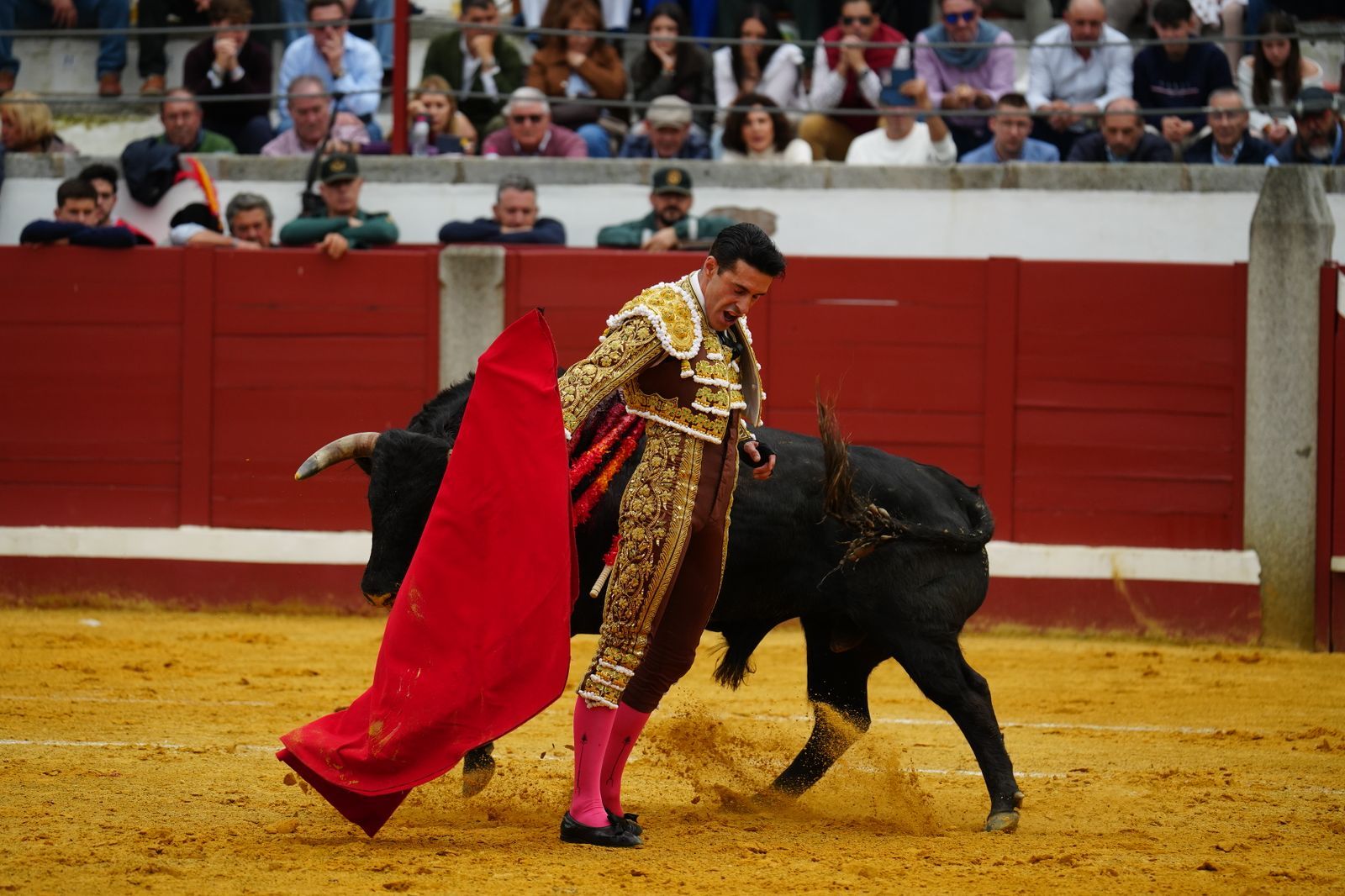 El festejo taurino de Pozoblanco, en imágenes