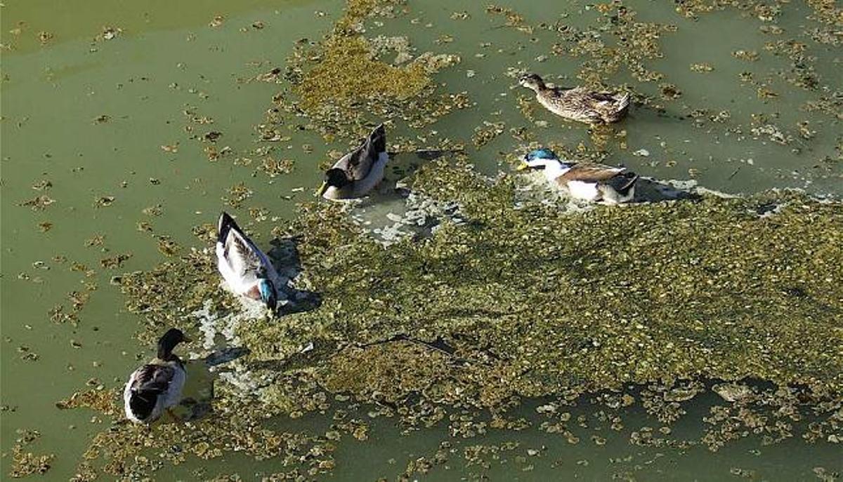 El abuso de abonos origina una gran plaga de algas en el río