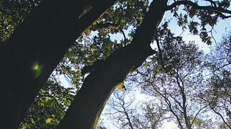 El bosque de ribera del río Raíces.