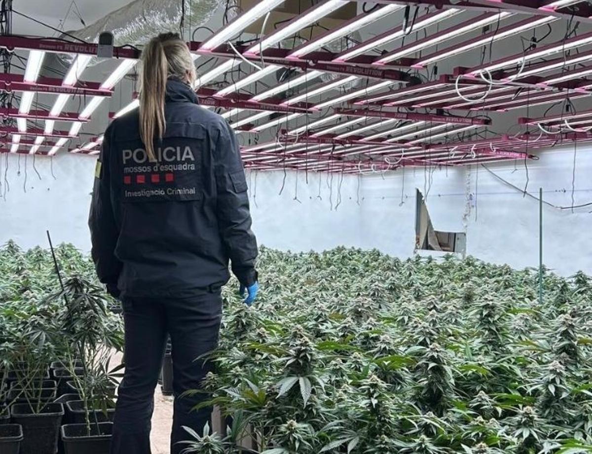Una agente en una plantación de marihuana. Imagen de archivo.