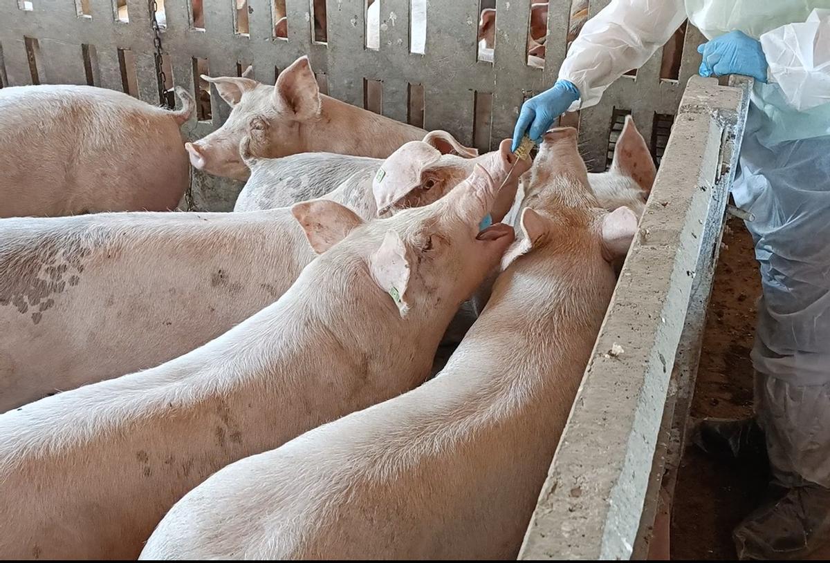 Muestra de saliva para el proyecto PigMarkSal en una granja porcina.