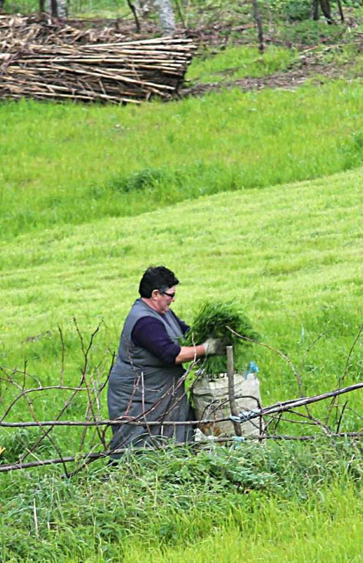 Una mujer trabaja en el campo. // Santos Álvarez