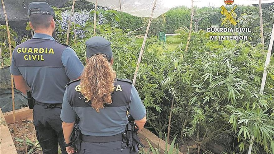 Nuevo golpe al cannabis al hallar un cultivo de dos metros en Benicarló